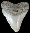 Bargain, Megalodon Tooth - North Carolina #68044-1